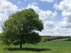 grüner Baum